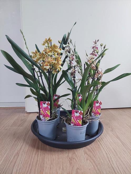 Odontoglossum - Vlinderorchidee / Cambria H: 42 - 50 cm., Huis en Inrichting, Kamerplanten, Overige soorten, Minder dan 100 cm