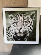 🐆 Panter Schilderij, Huis en Inrichting, Ophalen, Zo goed als nieuw, Schilderij, 75 cm of meer