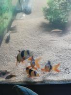 Aquarium vissen, Dieren en Toebehoren, Vissen | Aquariumvissen, Vis, Zoetwatervis, Schoolvis