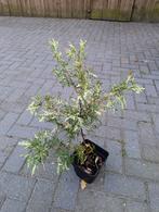 Zeldzame Bonte Thuja Conifeer - Prachtexemplaar!, Ophalen, Bloeit niet, Overige soorten, Volle zon