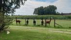 Groepje alpaca's, Dieren en Toebehoren