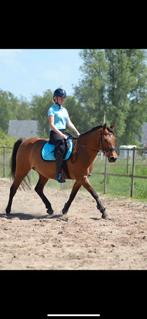 Bijrijder aangeboden, Dieren en Toebehoren, Paarden en Pony's | Verzorgingsproducten, Ophalen of Verzenden