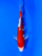 VHQ Tateshita Beni Kumonryu 27-32cm Japanse koi, Dieren en Toebehoren, Vissen | Vijvervissen, Karper of Koi
