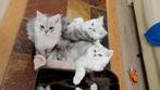 perzische/britse langharige kittens 500€, Kater