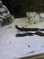 Japonica garnalen, Dieren en Toebehoren, Vissen | Aquariumvissen, Kreeft, Krab of Garnaal, Zoetwatervis, Schoolvis
