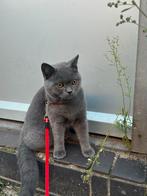 Britse Korthaar NIET TE KOOP (Lees de beschrijving), Dieren en Toebehoren, Katten en Kittens | Raskatten | Korthaar, Kater, Met stamboom