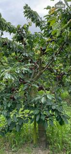 Laagstam Kersenboom - Eigen Kweek!, Ophalen, Lente, Volle zon, Kersenboom