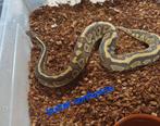 Koningspython python regius, Dieren en Toebehoren, Reptielen en Amfibieën, Slang, 0 tot 2 jaar