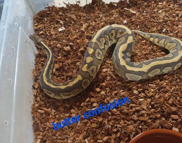 Koningspython python regius  beschikbaar voor biedingen