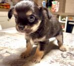 Chihuahua pups, België, Particulier, Rabiës (hondsdolheid), Reu