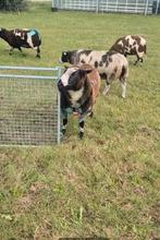 Mooie overjarige bonte dekram, Dieren en Toebehoren, Schapen, Geiten en Varkens, Mannelijk, Schaap