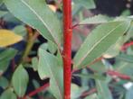 **ACTIE** Salix daphnoides, berijpte wilg, wilgen takken, Ophalen of Verzenden, Overige soorten, Struik, 100 tot 250 cm