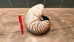 Mooie nautilus schelp groot, Verzamelen, Ophalen of Verzenden, Schelp(en)