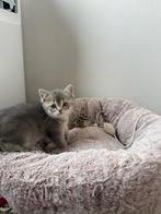 Britse korthaar Kitten, Dieren en Toebehoren, Katten en Kittens | Raskatten | Korthaar, Poes, Ontwormd