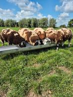 Bonte rammen, Dieren en Toebehoren, Mannelijk, Schaap