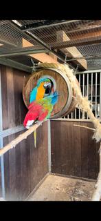 Bewezen koppel blauwgele x groenvleugel ara’s, Meerdere dieren, Papegaai, Geringd