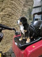 Grote Zwitserse Sennenhond teefje pup, Dieren en Toebehoren, Honden | Niet-rashonden, 8 tot 15 weken, Teef, Groot, Meerdere