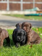 labrador pups met stamboom, CDV (hondenziekte), Nederland, 8 tot 15 weken, Labrador retriever