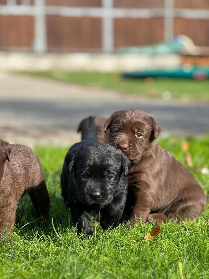 labrador pups met stamboom, Dieren en Toebehoren, Honden | Retrievers, Spaniëls en Waterhonden, Meerdere dieren, Labrador retriever