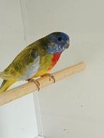 Te koop kweekkoppel splendids, Dieren en Toebehoren, Vogels | Parkieten en Papegaaien