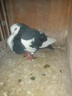 1 zwartbonte doffer HAAGSE tilduif kropper, Dieren en Toebehoren, Vogels | Duiven, Mannelijk, Kropper