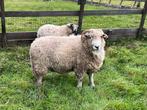 Gezocht Herdwick ram, Dieren en Toebehoren, Schapen, Geiten en Varkens, Mannelijk, Schaap