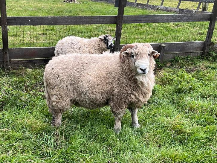 Gezocht Herdwick ram, Dieren en Toebehoren, Schapen, Geiten en Varkens, Schaap, Mannelijk