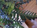 grote kamer plant blauwe ster varen, Huis en Inrichting, Kamerplanten, Groene kamerplant, Ophalen, Halfschaduw, Minder dan 100 cm