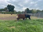 Tekoop aangeboden stamboek dassenkop texelaar dekrammen., Dieren en Toebehoren, Schapen, Geiten en Varkens, Mannelijk, Schaap