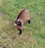 jong dwerggeitje, Dieren en Toebehoren, Vrouwelijk, Geit