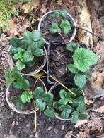 Framberry, aardperen en andere voor de moestuin, Zomer, Vaste plant, Fruitplanten, Ophalen of Verzenden