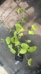 Meloenplant, Ophalen, Volle zon, Eenjarig, Zomer