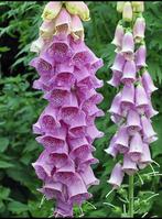 Vingerhoedskruid in P13 pot - Prachtige bloemen!, Tweejarig, Halfschaduw, Zomer, Ophalen