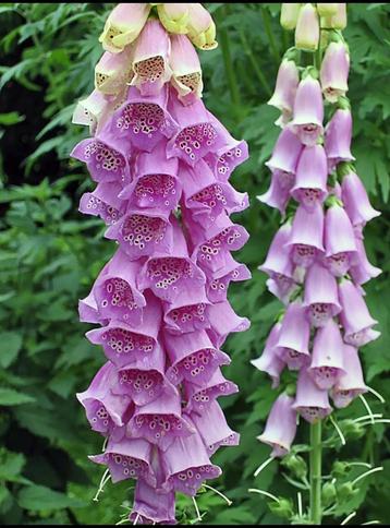 Vingerhoedskruid in P13 pot - Prachtige bloemen! beschikbaar voor biedingen