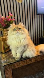 Dekkatter, Dieren en Toebehoren, 0 tot 2 jaar