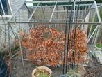 Jonge beukenboompjes (fagus sylvatica), Tuin en Terras, Ophalen of Verzenden, Beukenhaag, 100 tot 250 cm