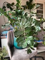 Zamioculcas zz plant groot, Huis en Inrichting, Kamerplanten, Ophalen, Overige soorten, Halfschaduw, Minder dan 100 cm