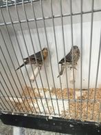 Roodmus split opaal, Dieren en Toebehoren, Meerdere dieren