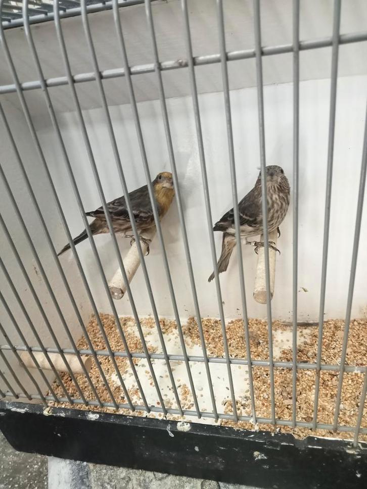 Roodmus split opaal, Dieren en Toebehoren, Vogels | Overige Vogels, Meerdere dieren