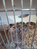 Boomkwartel hen 2025, Vrouwelijk