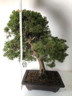 Bonsai Juniperus itoigawa, Ophalen of Verzenden