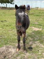 Twee knappe pony’s, Gechipt, Niet van toepassing, 0 tot 2 jaar, Hengst