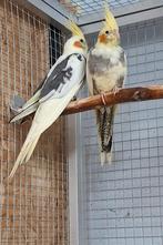 3 jonge valkparkieten, Dieren en Toebehoren, Meerdere dieren, Geringd