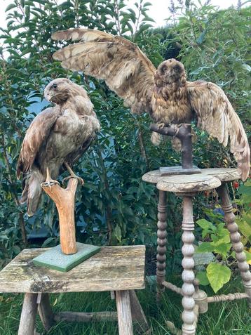 Taxidermie uil en havik beschikbaar voor biedingen