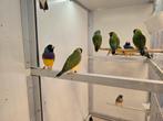 Gouldamadines, Dieren en Toebehoren, Meerdere dieren, Tropenvogel, Geringd