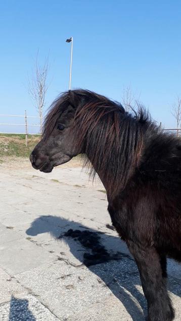 Paarden en pony's scheren beschikbaar voor biedingen