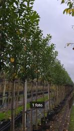Prunus laurocerasus 'novita, Tuin en Terras, Planten | Bomen, Halfschaduw, Lente, 250 tot 400 cm, Leiboom