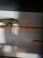 Meyer papegaai pop te koop, Dieren en Toebehoren, Vogels | Parkieten en Papegaaien, Vrouwelijk, Papegaai, Geringd