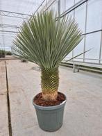 Yucca ROSTRATA, winterhard, Tuin en Terras, Ophalen, Overige soorten, Volle zon