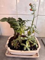 Vetplantjes in Bonsai Schaal met Bord, Ophalen of Verzenden, Cactus, Volle zon, Minder dan 100 cm